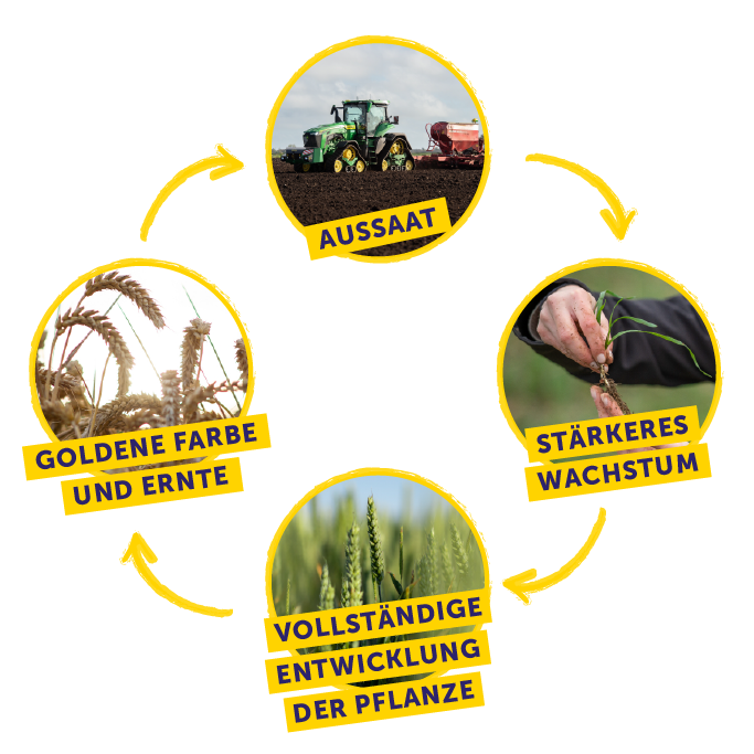 Weetabix Wheat Cycle Diagram